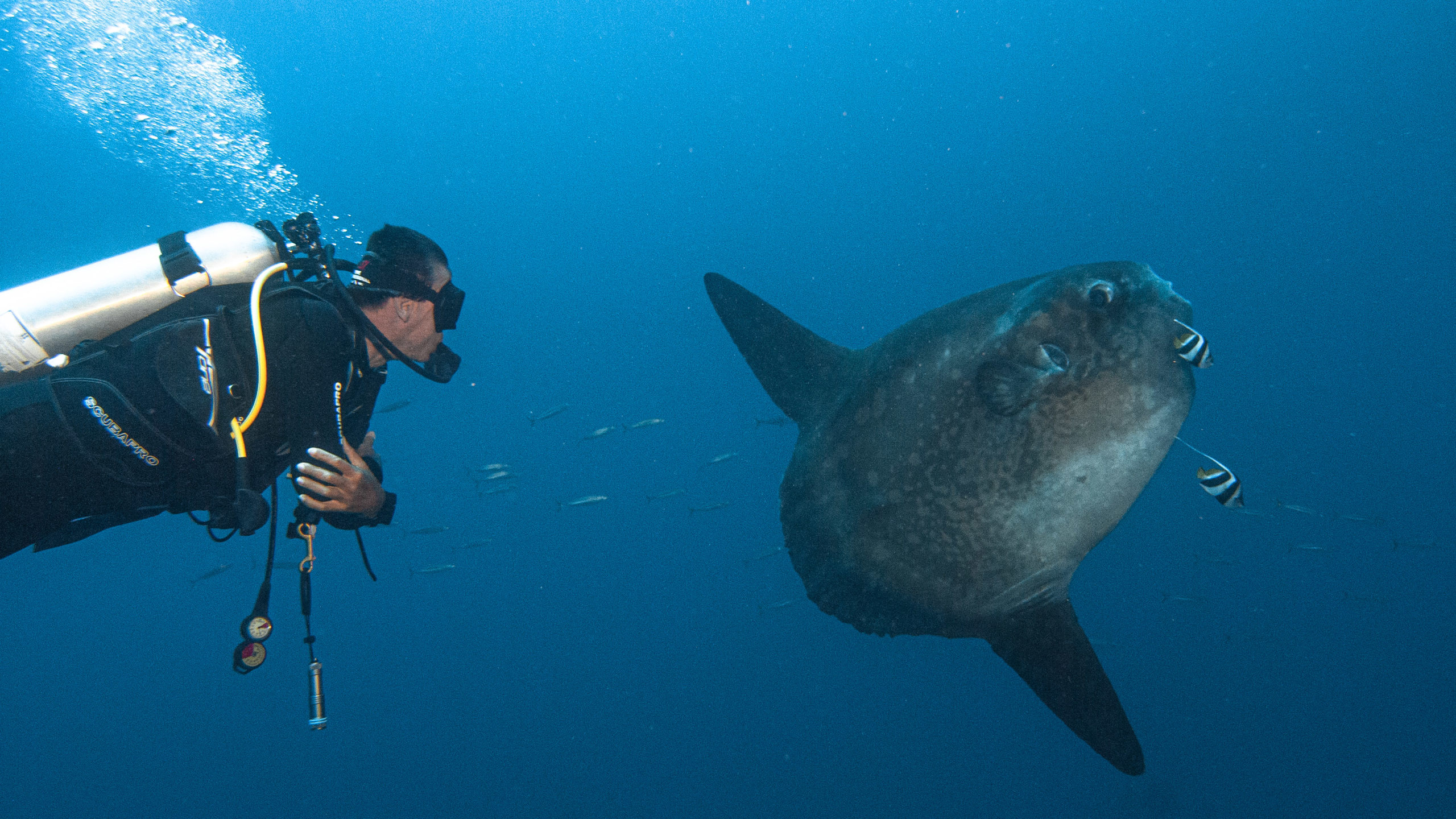 Nusa Penida Diving - ocean sunfish